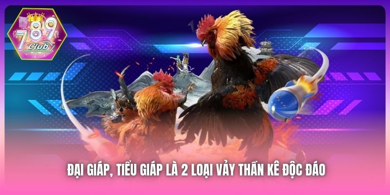 Đại Giáp, Tiểu Giáp là 2 loại vảy thần kê độc đáo