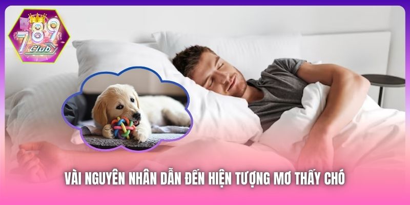 Vài nguyên nhân dẫn đến hiện tượng mơ thấy chó 